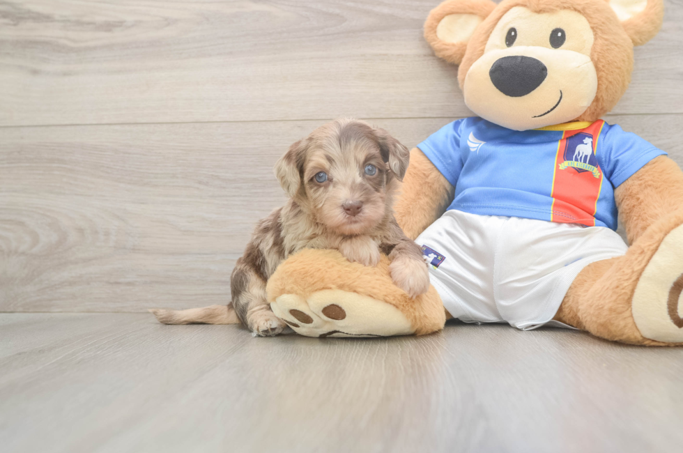 5 week old Havapoo Puppy For Sale - Puppy Love PR