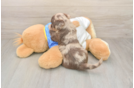 Havapoo Puppy for Adoption