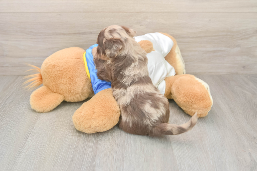 Havapoo Puppy for Adoption