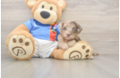 Havapoo Puppy for Adoption