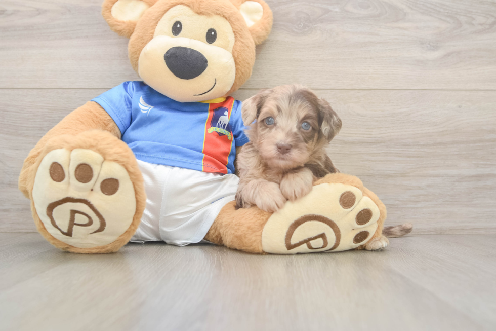 Havapoo Puppy for Adoption