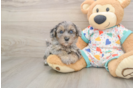 Havapoo Puppy for Adoption