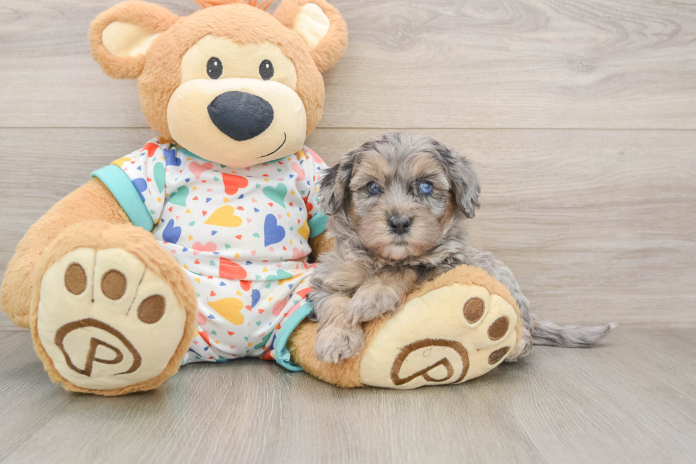 Cute Havapoo Baby