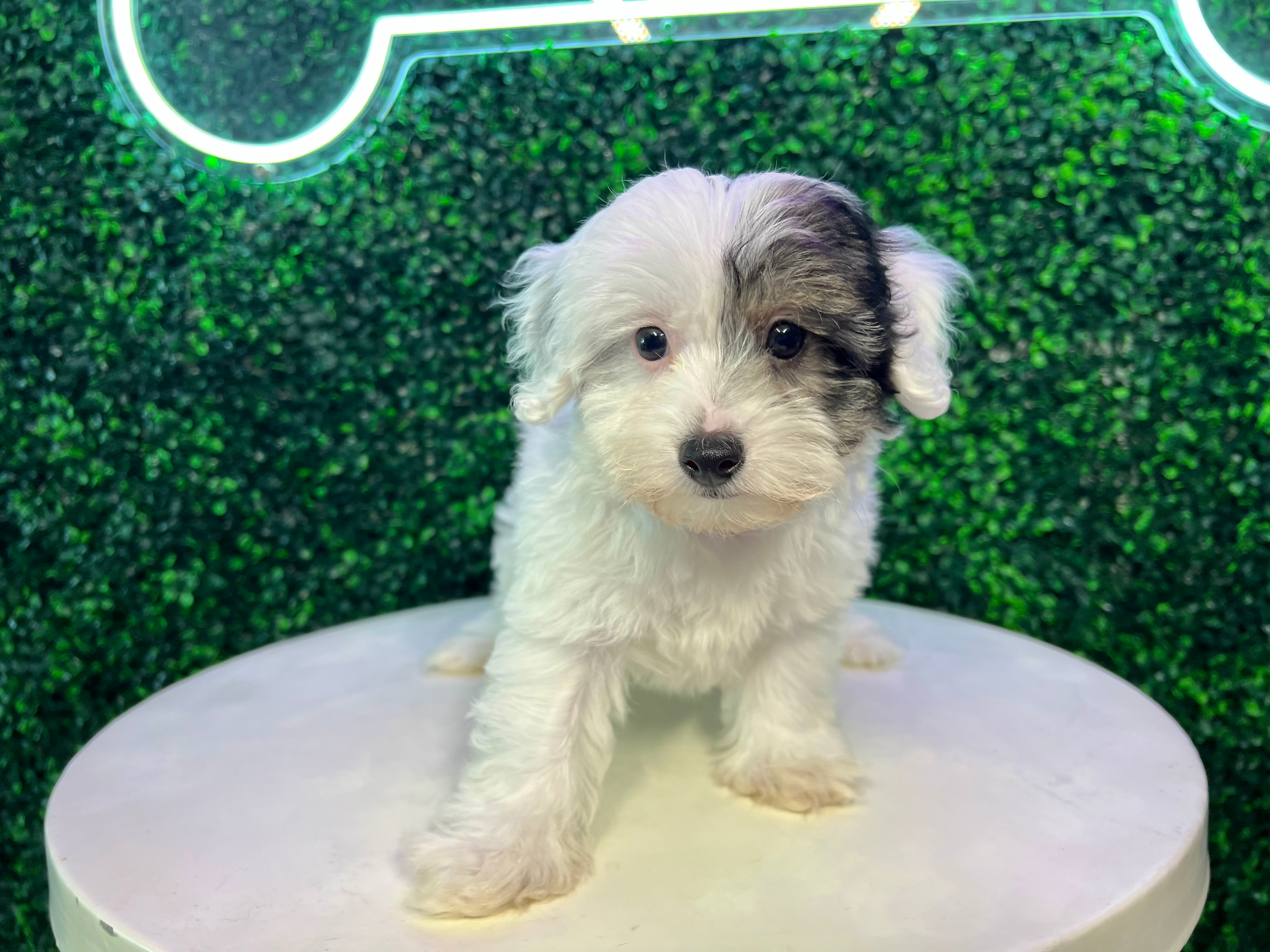 Cute Havapoo Poodle Mix Pup