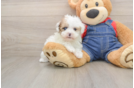 Havapoo Puppy for Adoption