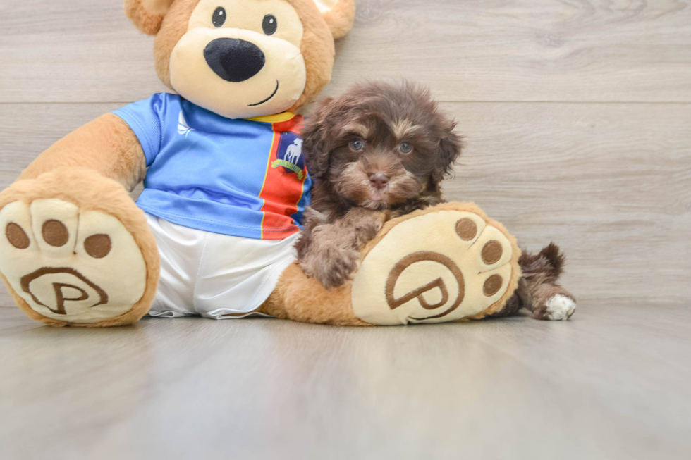 Energetic Havadoodle Poodle Mix Puppy