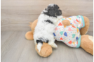 Funny Havapoo Poodle Mix Pup