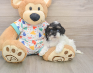 8 week old Havapoo Puppy For Sale - Puppy Love PR