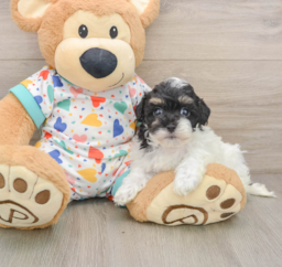 7 week old Havapoo Puppy For Sale - Puppy Love PR