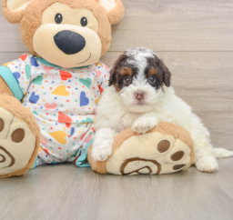 6 week old Havapoo Puppy For Sale - Puppy Love PR