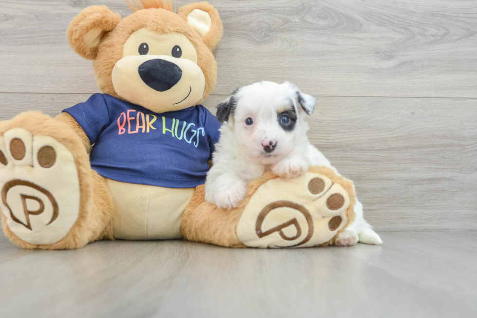 Little Havadoodle Poodle Mix Puppy