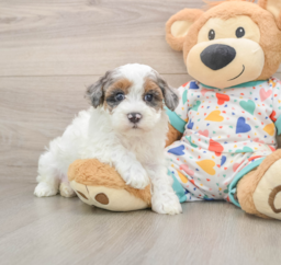 7 week old Havapoo Puppy For Sale - Puppy Love PR