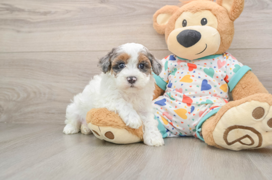Smart Havapoo Poodle Mix Pup