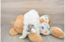 Little Havadoodle Poodle Mix Puppy