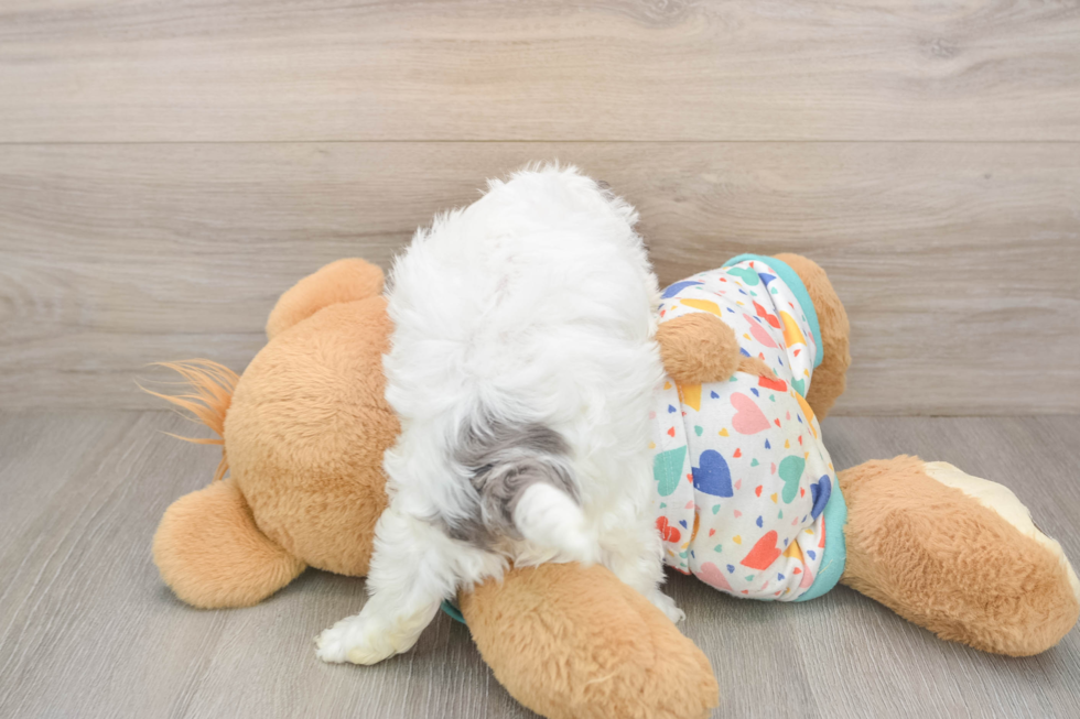 Little Havadoodle Poodle Mix Puppy