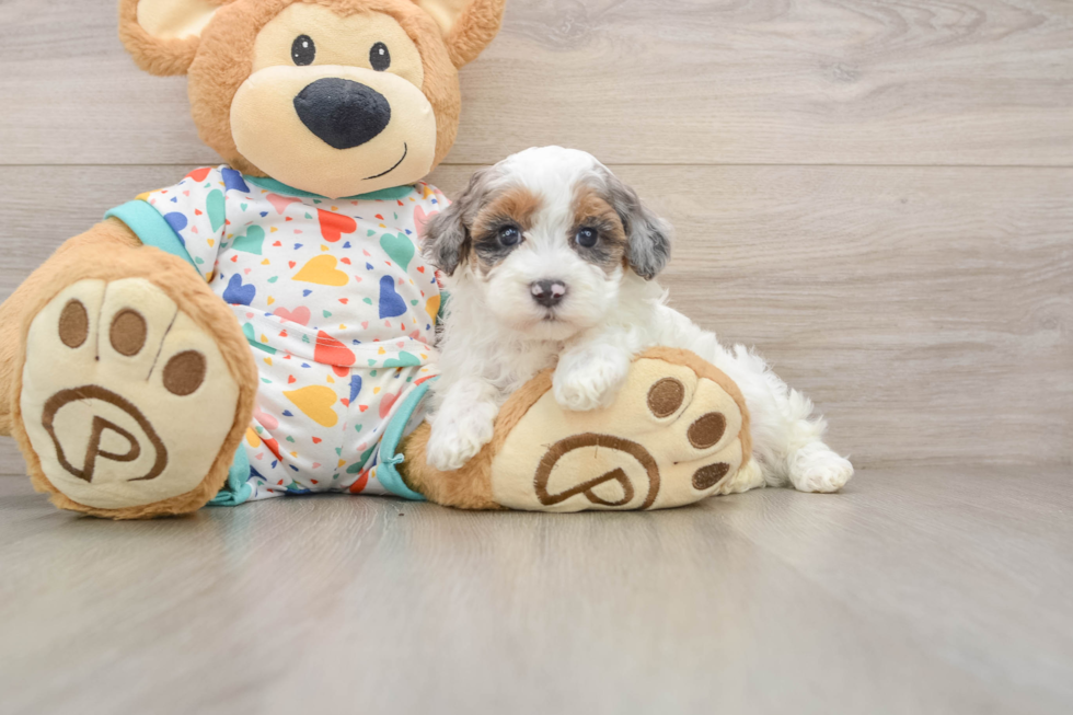 Havapoo Puppy for Adoption