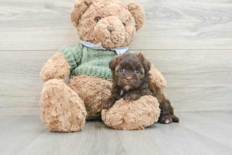 Petite Havapoo Poodle Mix Pup