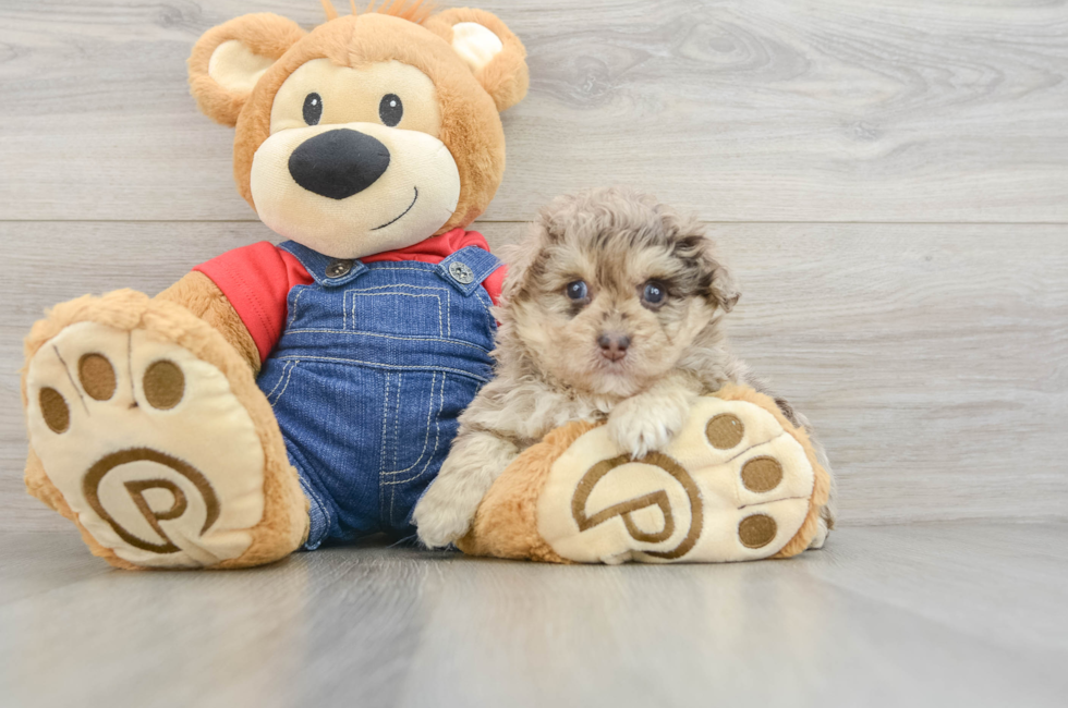 5 week old Havapoo Puppy For Sale - Puppy Love PR