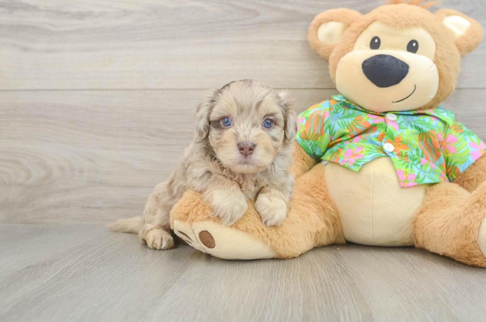 5 week old Havapoo Puppy For Sale - Puppy Love PR