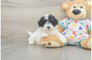 Adorable Havadoodle Poodle Mix Puppy
