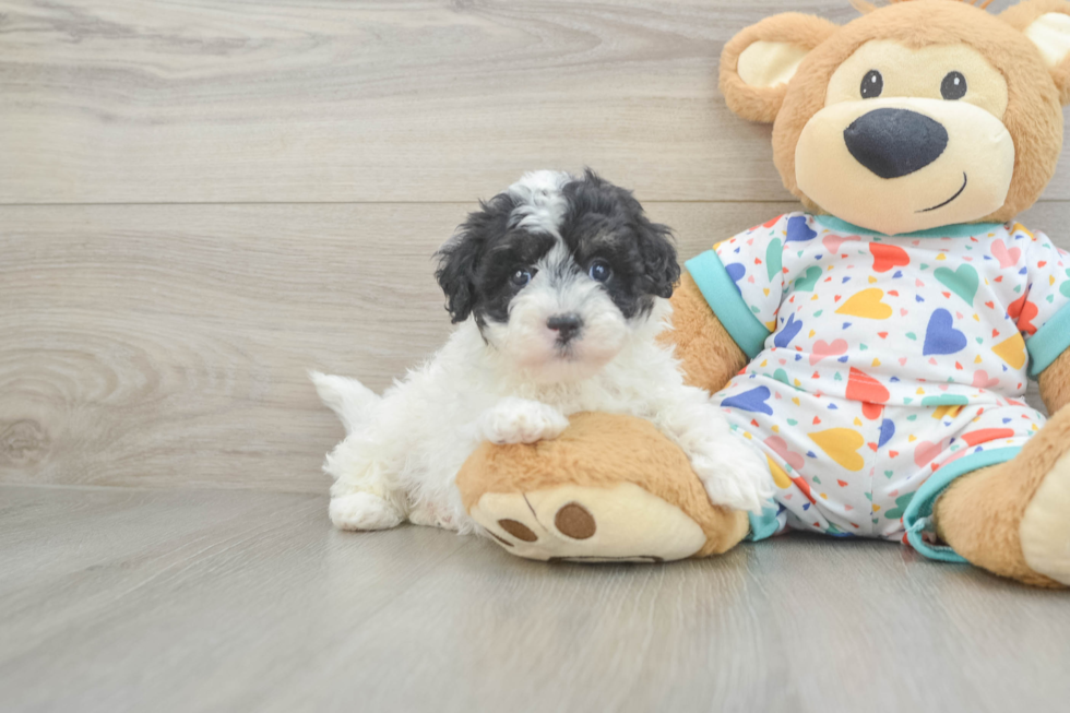 Adorable Havadoodle Poodle Mix Puppy