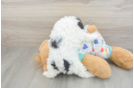 Hypoallergenic Havadoodle Poodle Mix Puppy