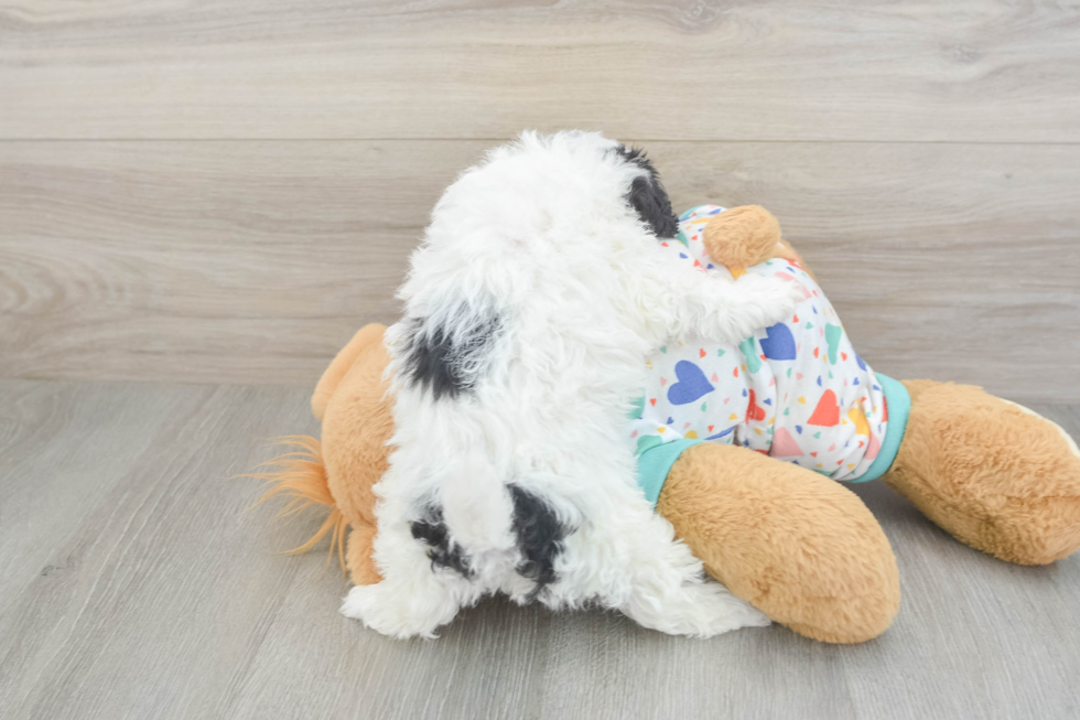 Hypoallergenic Havadoodle Poodle Mix Puppy