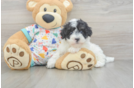 Havapoo Puppy for Adoption