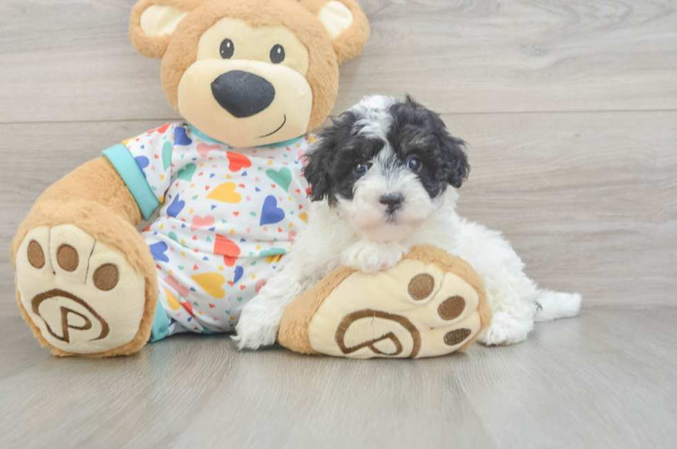 5 week old Havapoo Puppy For Sale - Puppy Love PR