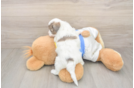 Havapoo Pup Being Cute