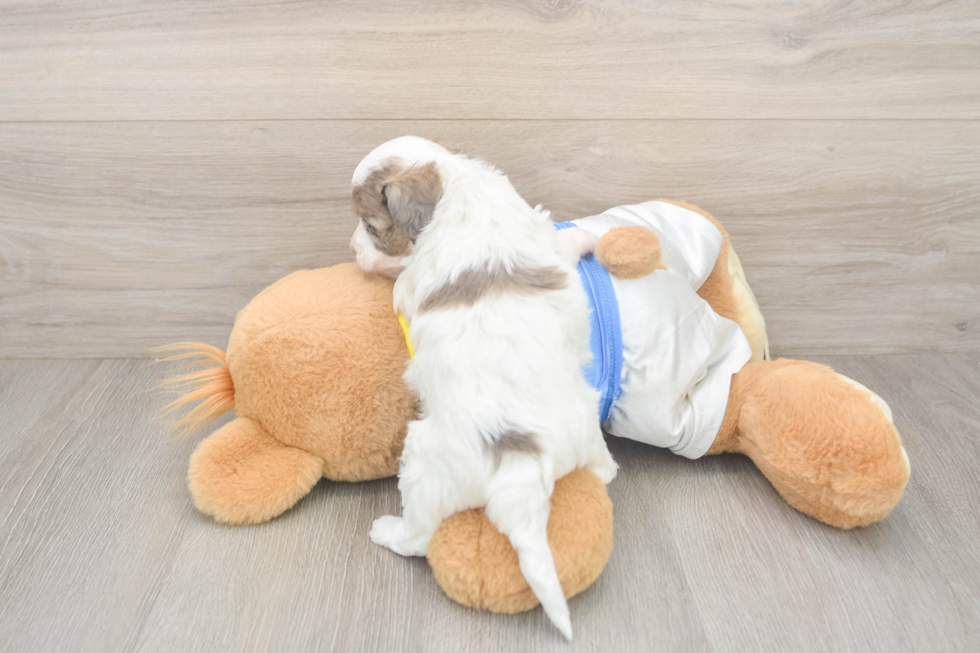 Havapoo Pup Being Cute