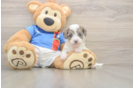 Energetic Havadoodle Poodle Mix Puppy