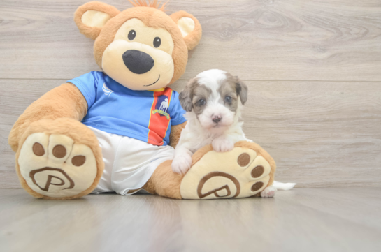 Energetic Havadoodle Poodle Mix Puppy