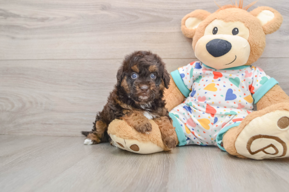 Havapoo Pup Being Cute