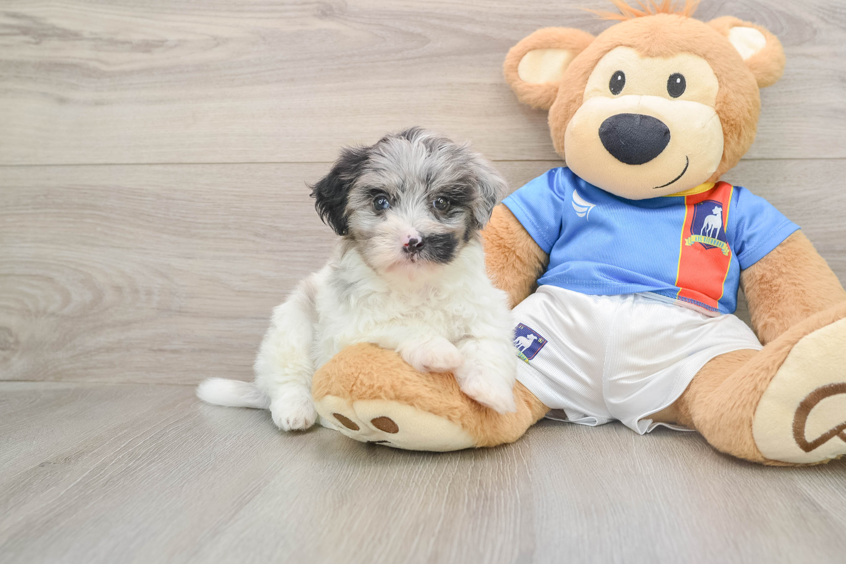 Havapoo Puppy for Adoption
