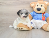 9 week old Havapoo Puppy For Sale - Puppy Love PR
