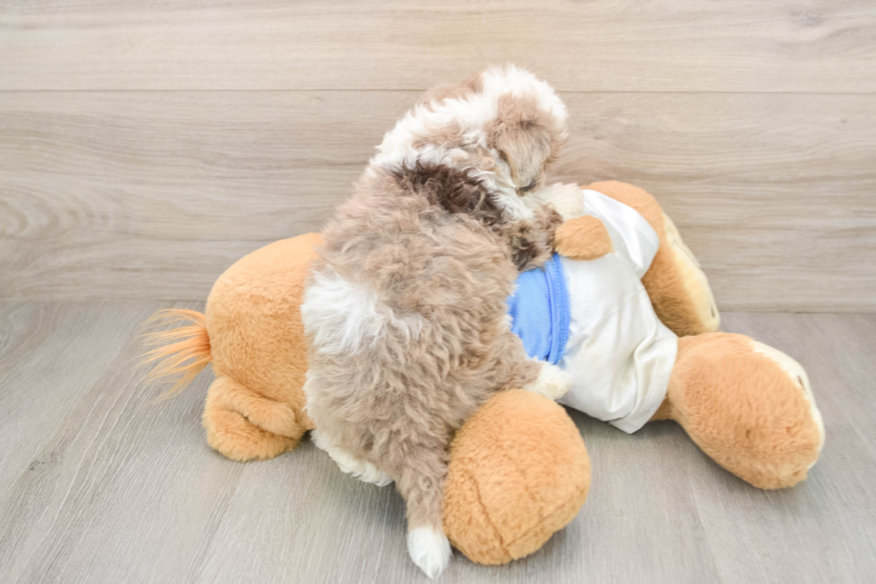 Havapoo Pup Being Cute