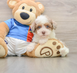 7 week old Havapoo Puppy For Sale - Puppy Love PR