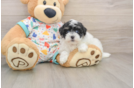 Havapoo Pup Being Cute