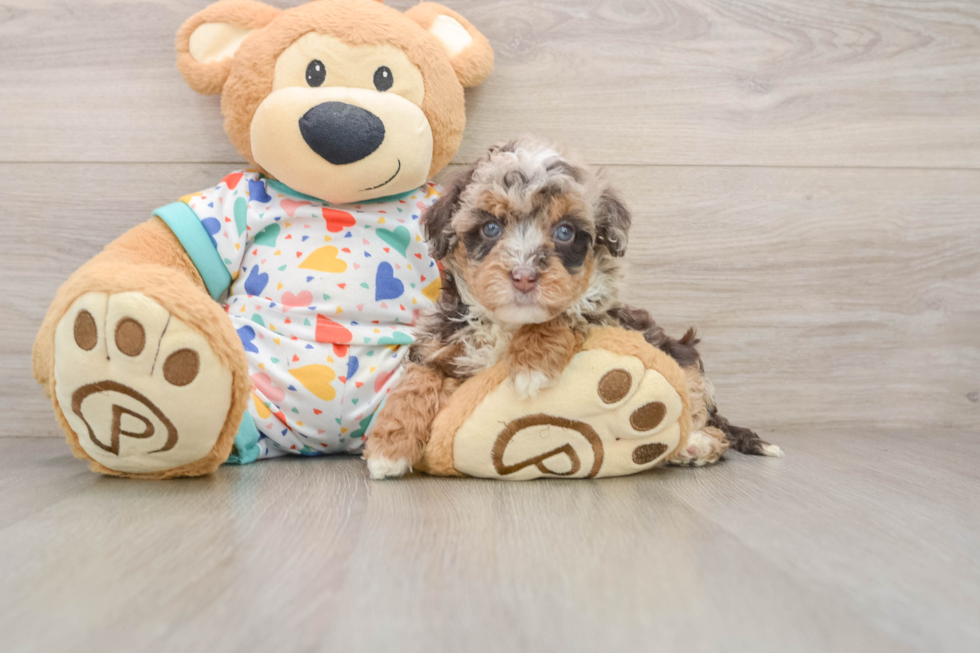 Popular Havapoo Poodle Mix Pup