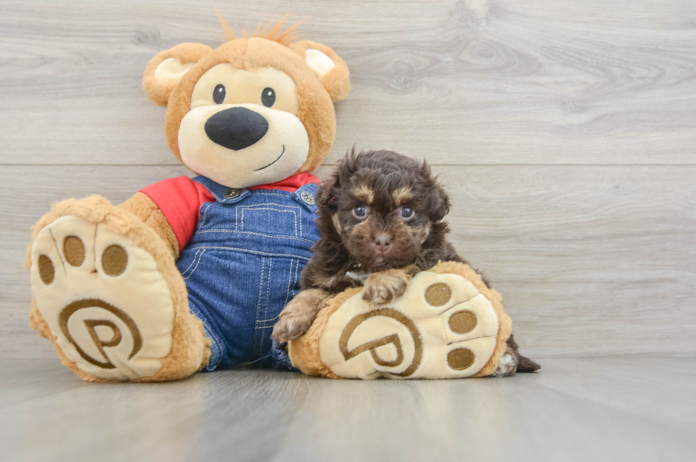 5 week old Havapoo Puppy For Sale - Puppy Love PR