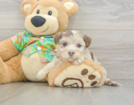 7 week old Havapoo Puppy For Sale - Puppy Love PR
