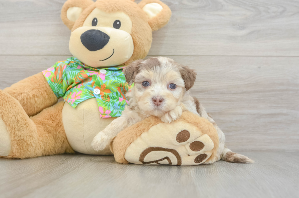 5 week old Havapoo Puppy For Sale - Puppy Love PR