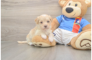 Hypoallergenic Havadoodle Poodle Mix Puppy