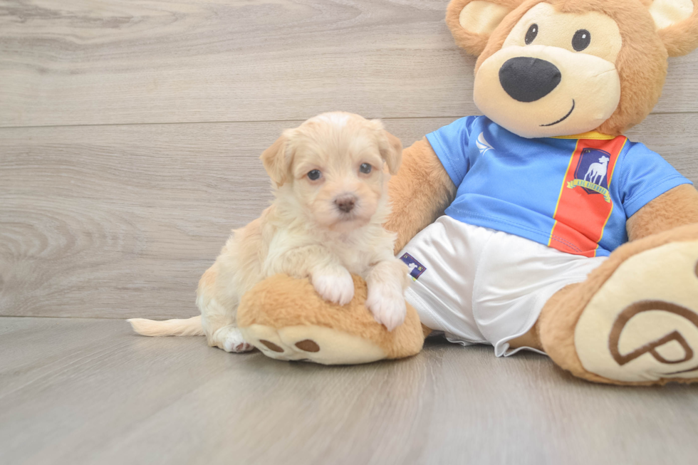 Hypoallergenic Havadoodle Poodle Mix Puppy