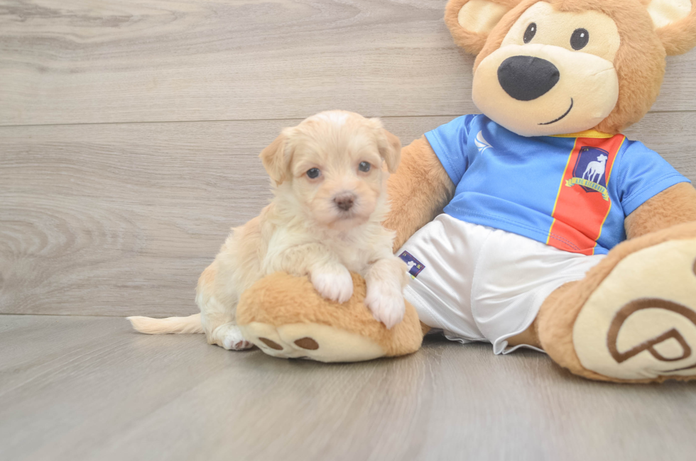5 week old Havapoo Puppy For Sale - Puppy Love PR