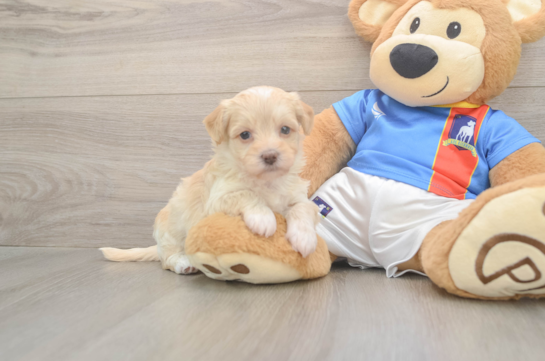 Hypoallergenic Havadoodle Poodle Mix Puppy