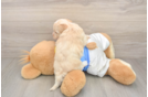 Energetic Havadoodle Poodle Mix Puppy