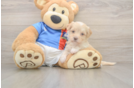 Fluffy Havapoo Poodle Mix Pup