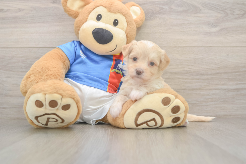 Fluffy Havapoo Poodle Mix Pup